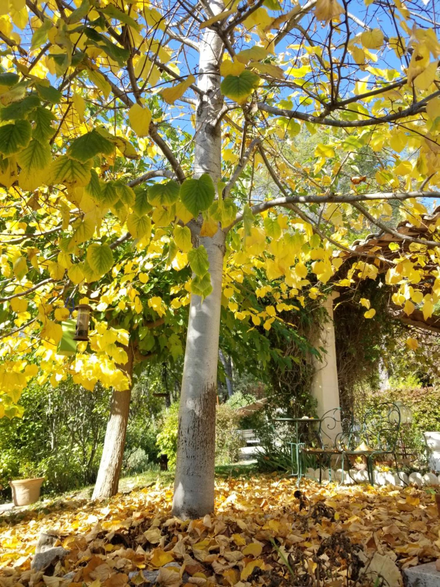 O Tilia D'Azur Bed & Breakfast Roquefort-les-Pins Luaran gambar