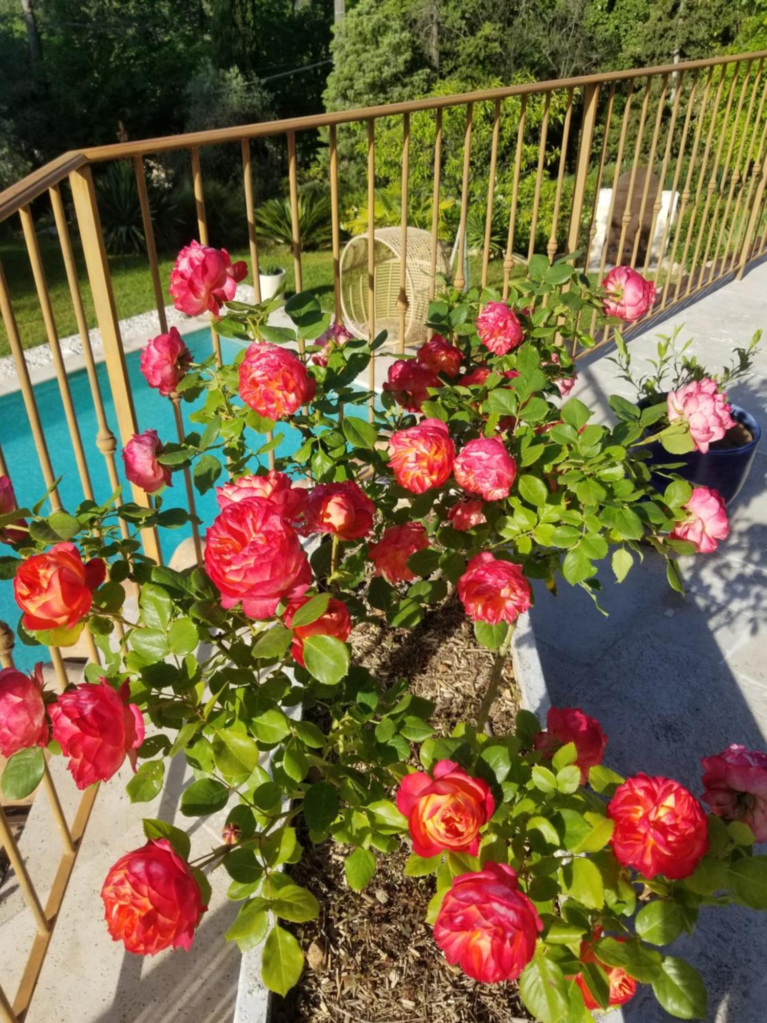 O Tilia D'Azur Bed & Breakfast Roquefort-les-Pins Luaran gambar